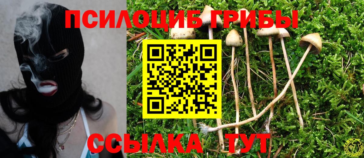 Галлюциногенные грибы Psilocybine cubensis Балашиха